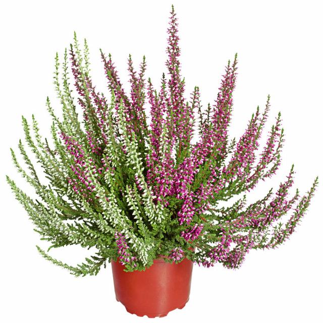 Vřes obecný dvoubarevný Calluna vulgaris Twins