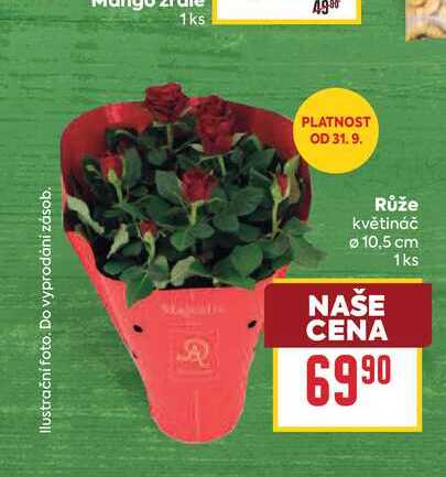 Růže květináč 10,5 cm 1ks