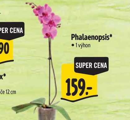 Phalaenopsis 1 výhon