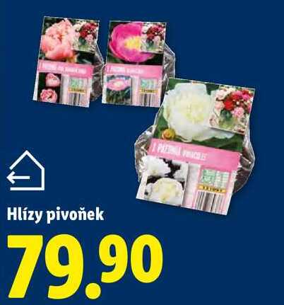 Hlízy pivoňek