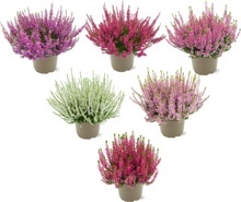 VŘES OBECNÝ (CALLUNA VULGARIS) "GARDEN GIRLS"