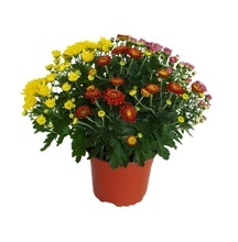 LISTOPADKA ZAHRADNÍ (CHRYSANTHEMUM MULTIFLORA)
