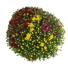LISTOPADKA (CHRYSANTHEMUM) "TRIO"