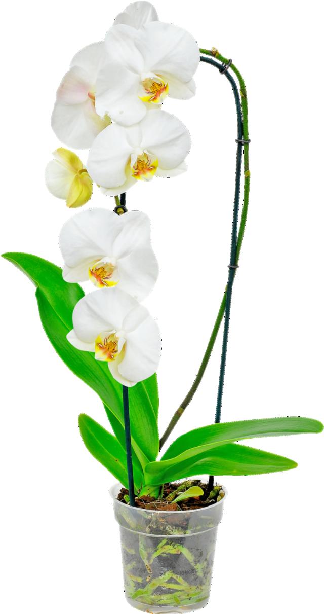 Orchidea Phalaenopsis Cascade
