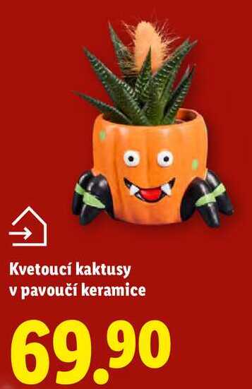 Kvetoucí kaktusy v pavoučí keramice 