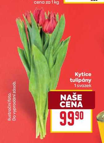 Kytice tulipány 1 svazek