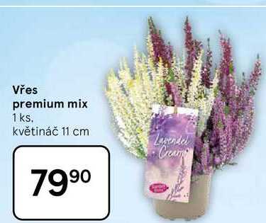 Vřes premium mix, 1 ks. květináč 11 cm