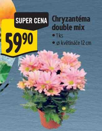 Chryzantéma double mix