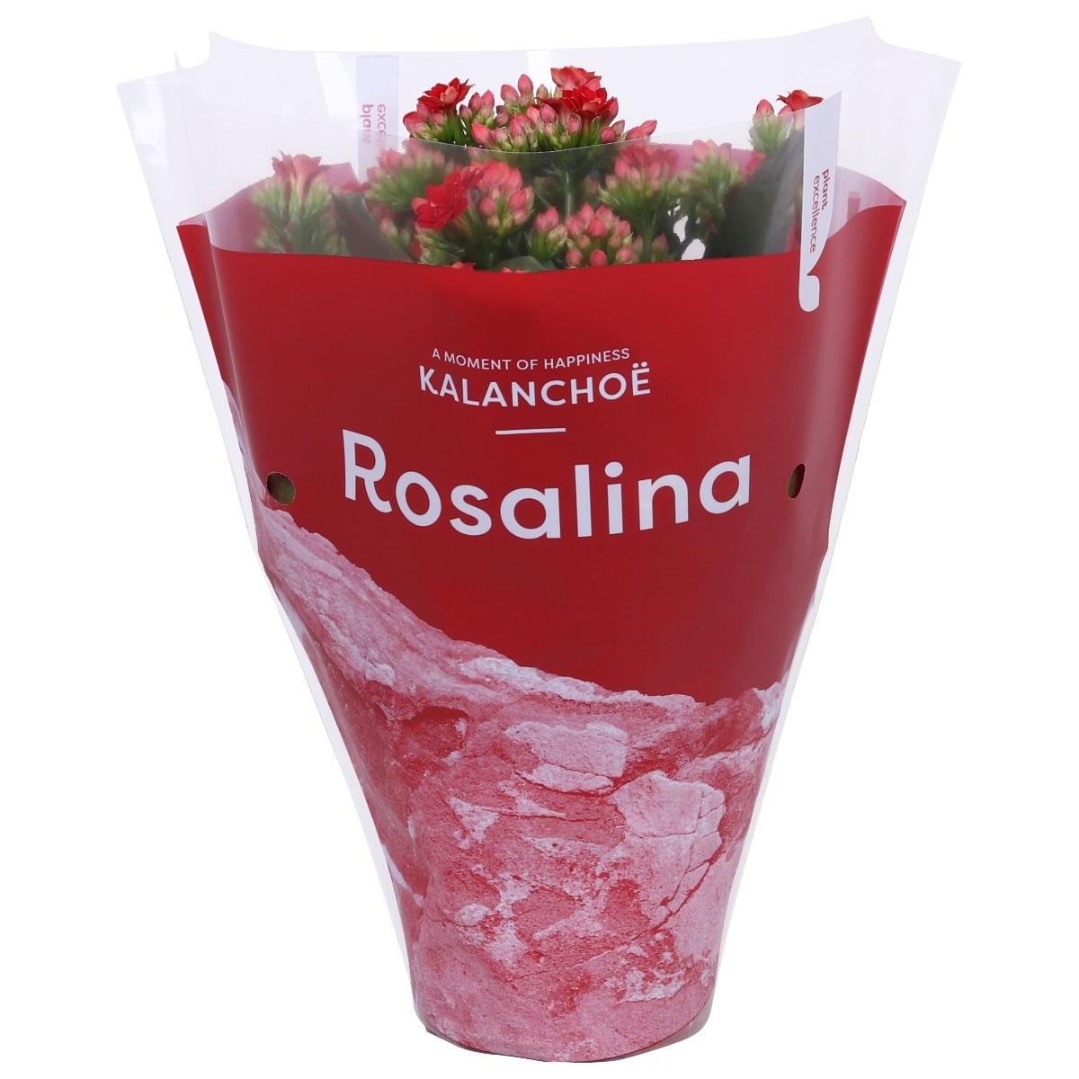Kalanchoe Calandiva, 1 KS