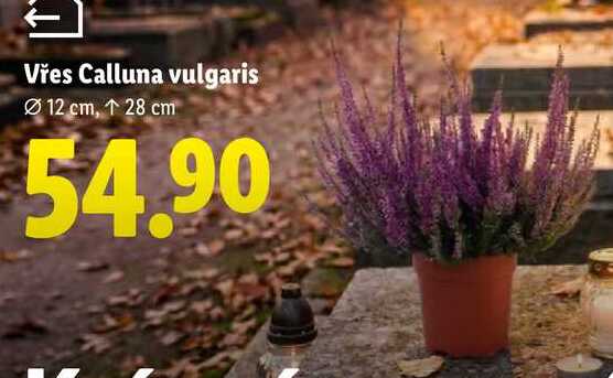 Vřes Calluna vulgaris