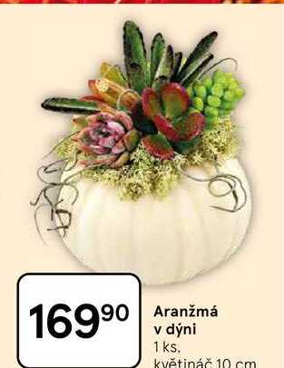 Aranžmá v dýni 1 ks. květináč 10 cm