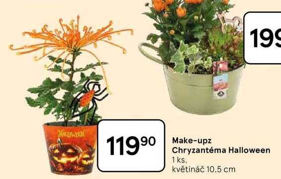 Make-upz Chryzantéma Halloween, 1 ks. květináč 10.5 cm