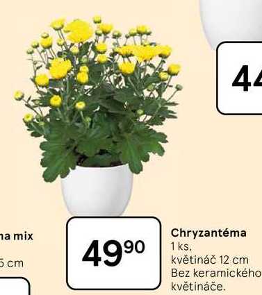 Chryzantéma, 1 ks. květináč 12 cm
