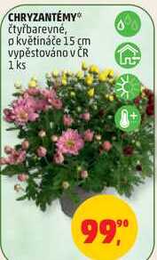 CHRYZANTÉMY čtyřbarevné, o květináče 15 cm vypěstováno v ČR, 1 ks 
