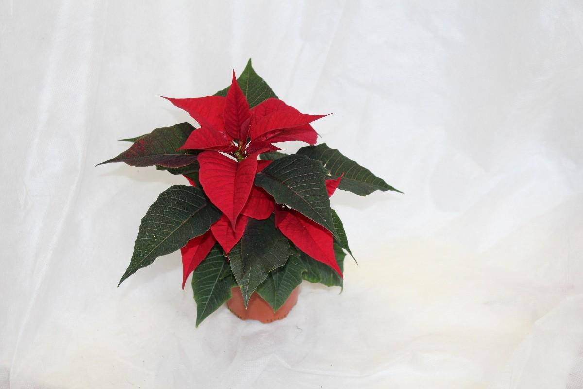 Poinsettia (vánoční hvězda), 1 KS