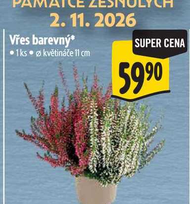   Vřes barevný pr. kv. 11 cm