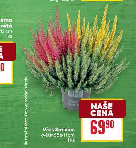 Vřes Smixies květináč o 11 cm 1ks