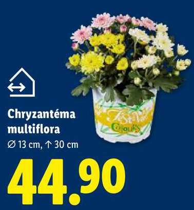 Chryzantéma multiflora