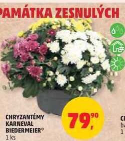 CHRYZANTÉMY KARNEVAL BIEDERMEIER, 1 ks  