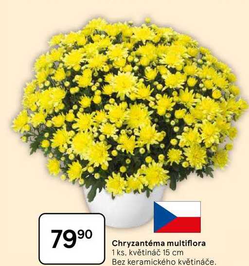 Chryzantéma multiflora, 1 ks, květináč 15 cm 