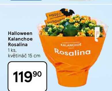 Halloween Kalanchoe Rosalina, 1 ks. květináč 15 cm 