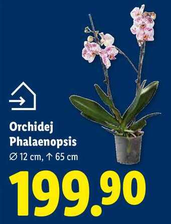 Orchidej Phalaenopsis 