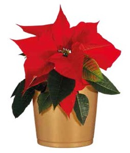 3 Vánoční hvězda (Poinsettia)