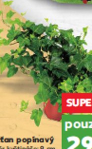 Hedera - Břečťan strakatý