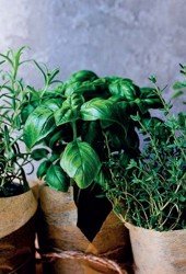Aromatické rostliny – bylinky