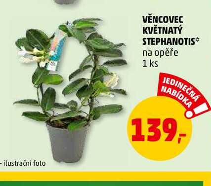 VĚNCOVEC KVĚTNATÝ STEPHANOTIS, 1 ks