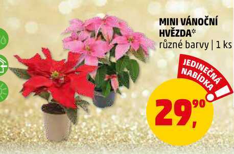 MINI VÁNOČNÍ HVĚZDA, 1 ks