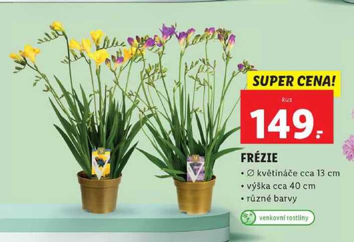FRÉZIE