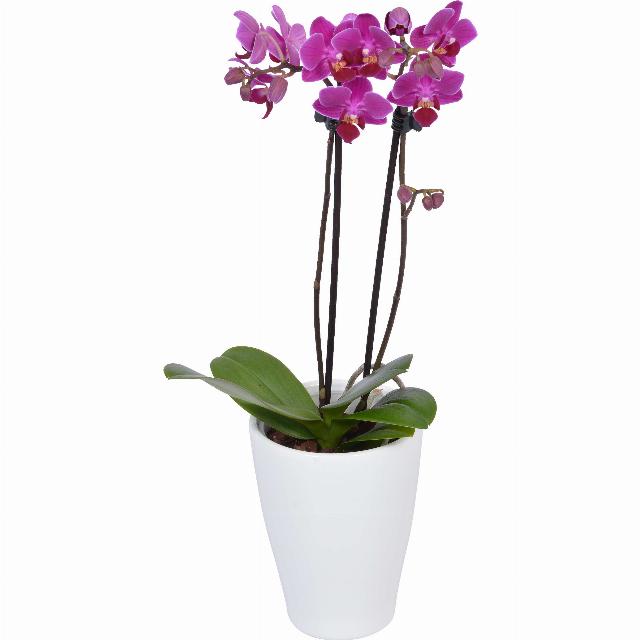 Orchidea Phalaenopsis v keramickém květináči 2 výhony