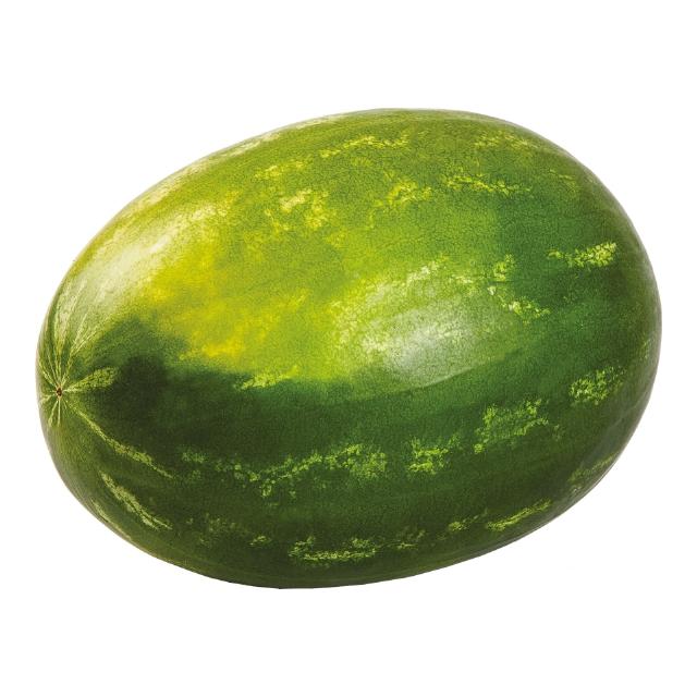 Meloun vodní bezsemenný