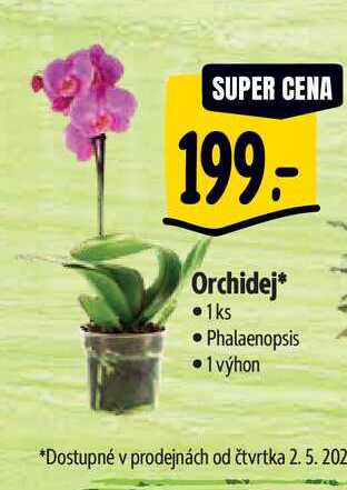  Orchidej 1ks • Phalaenopsis 1 výhon  