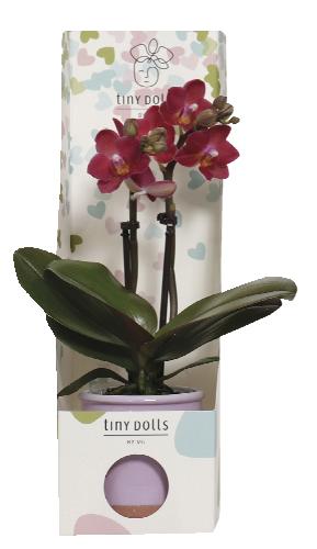 Phalaenopsis Tiny Dolls
