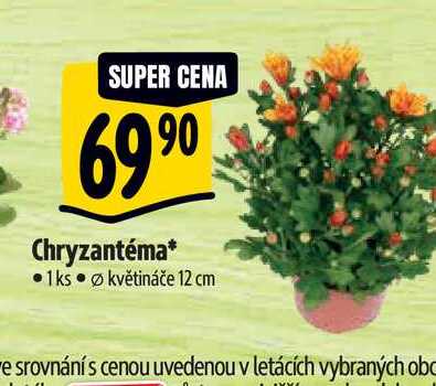  Chryzantéma, pr.  květináče 12 cm  