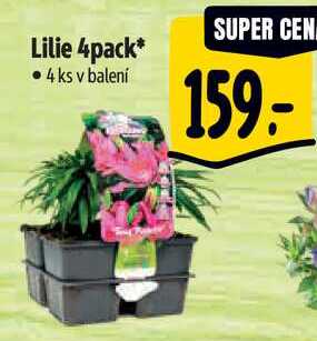 Lilie 4pack