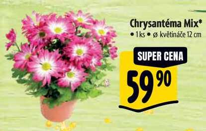 Chrysantéma Mix