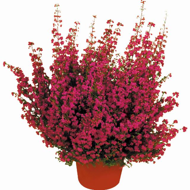 Vřesovec - Erica gracilis