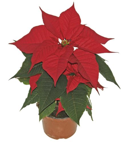 Poinsettia (vánoční hvězda), 1 KS