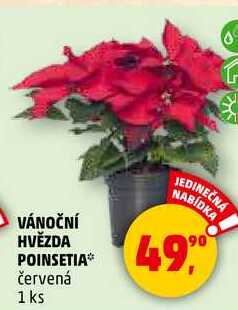 VÁNOČNÍ HVĚZDA POINSETIA, 1 ks