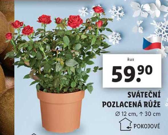 SVÁTEČNÍ POZLACENÁ RŮŽE