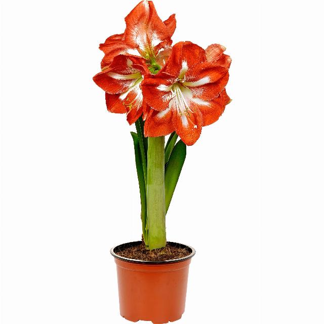 Amaryllis