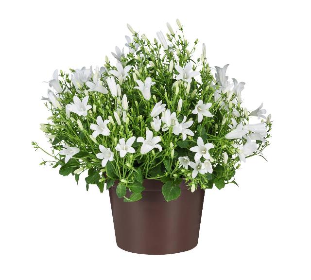 Campanula White Get Mee