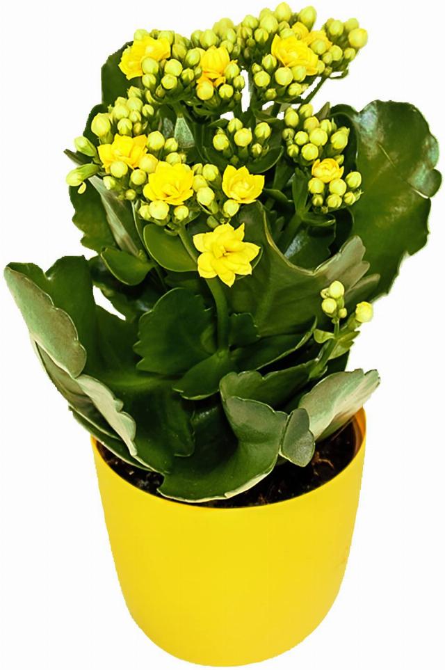 Kalanchoe v obalu