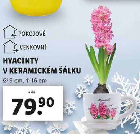 HYACINTY V KERAMICKÉM ŠÁLKU 