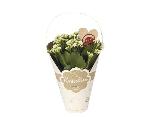 Kalanchoe Rosalina v okrasné tašce