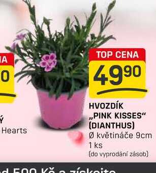 HVOZDÍK ,,PINK KISSES" (DIANTHUS) Ø květináče 9cm 1 ks