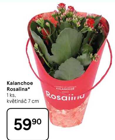 Kalanchoe Rosalina, 1 ks. květináč 7 cm